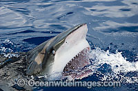 Galapagos Shark Photo - David Fleetham