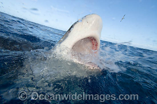 Galapagos Shark Carcharhinus galapagensis photo