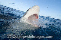 Galapagos Shark Carcharhinus galapagensis Photo - David Fleetham