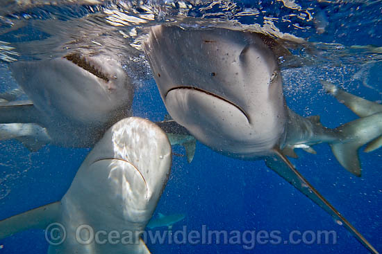 Galapagos Shark photo Galapagos Shark photo