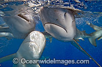Galapagos Shark Photo - David Fleetham
