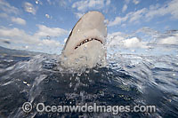 Galapagos Shark Carcharhinus galapagensis Photo - David Fleetham
