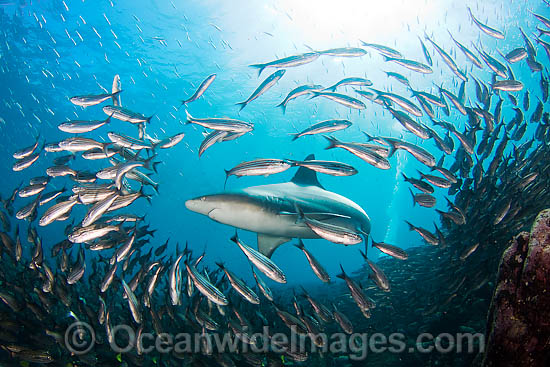 Galapagos Shark amongst schooling fish photo Galapagos Shark amongst schooling fish photo