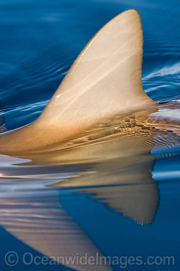 Grey Reef Shark dorsal fin photo Grey Reef Shark dorsal fin photo