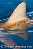 Grey Reef Shark dorsal fin Photo - David Fleetham