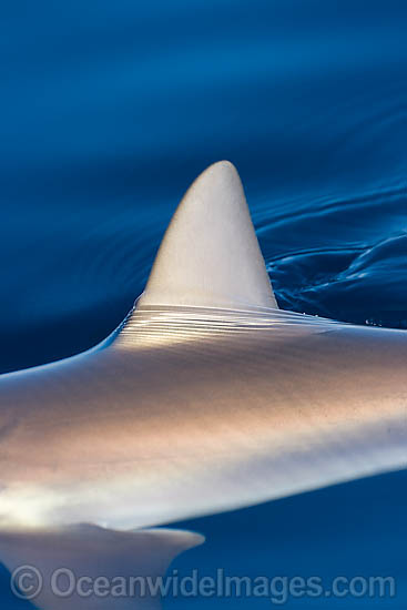 Grey Reef Shark dorsal fin photo Grey Reef Shark dorsal fin photo
