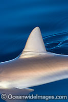 Grey Reef Shark dorsal fin Photo - David Fleetham