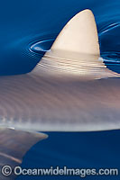 Grey Reef Shark dorsal fin Photo - David Fleetham