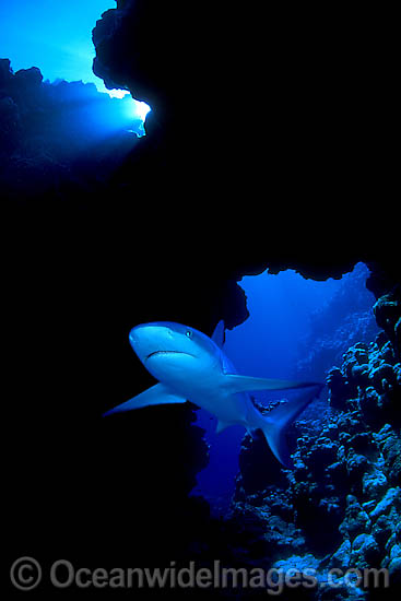Grey Reef Shark photo