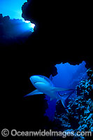 Grey Reef Shark Photo - David Fleetham