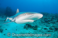 Grey Reef Shark Photo - David Fleetham