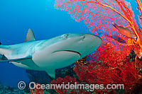 Grey Reef Shark Photo - David Fleetham