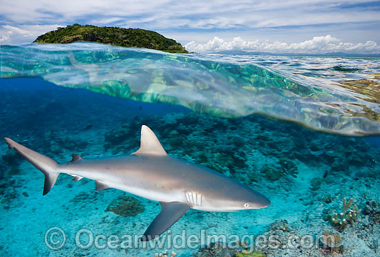 Grey Reef Shark photo Grey Reef Shark photo