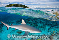 Grey Reef Shark Photo - David Fleetham