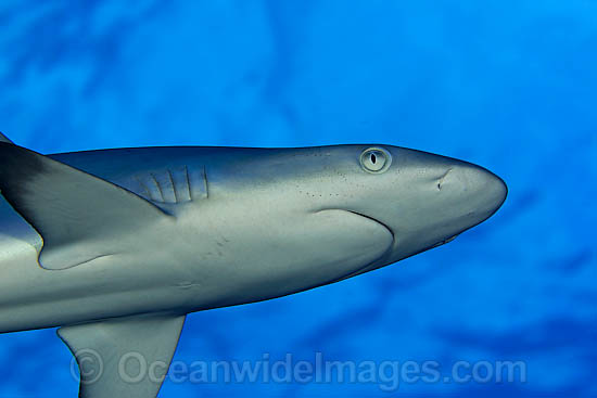 Grey Reef Shark photo Grey Reef Shark photo