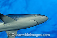 Grey Reef Shark Photo - David Fleetham