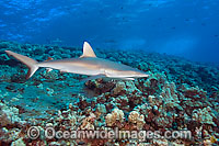Grey Reef Shark Photo - David Fleetham