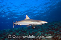 Grey Reef Shark Photo - David Fleetham