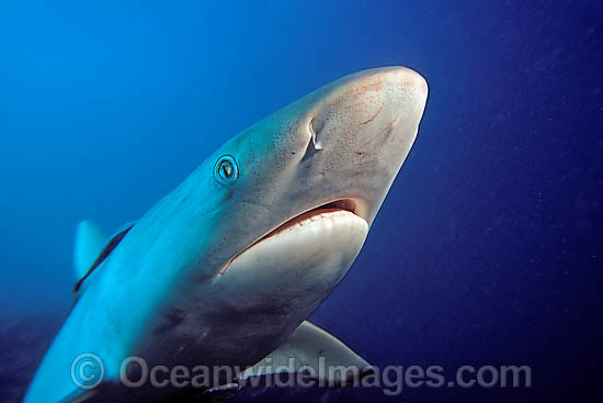 Grey Reef Shark photo Grey Reef Shark photo