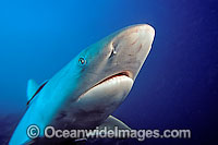 Grey Reef Shark Photo - David Fleetham