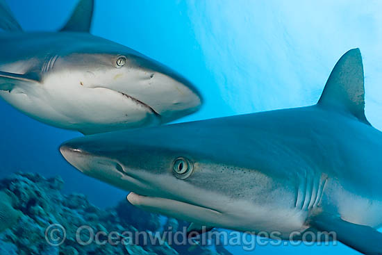 Grey Reef Shark photo Grey Reef Shark photo
