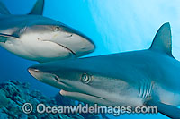 Grey Reef Shark Photo - David Fleetham