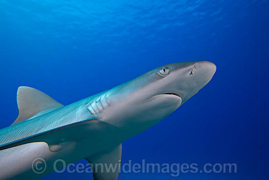 Grey Reef Shark photo