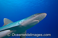 Grey Reef Shark Photo - David Fleetham