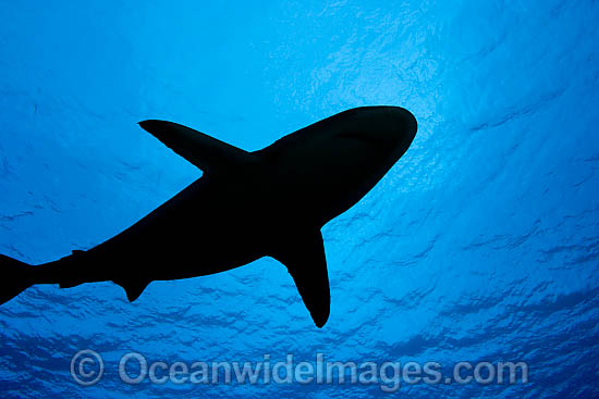 Grey Reef Shark photo