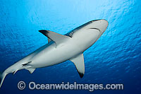 Grey Reef Shark Photo - David Fleetham