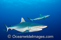 Grey Reef Shark Photo - David Fleetham