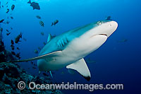 Grey Reef Shark Photo - David Fleetham