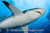 Grey Reef Shark Photo - David Fleetham