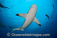 Grey Reef Shark Photo - David Fleetham