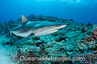Grey Reef Shark Photo - David Fleetham