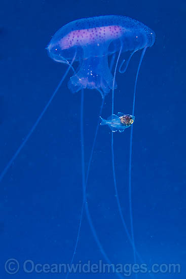 Jellyfish Chrysaora sp. & fish sheltering photo Jellyfish Chrysaora sp. & fish sheltering photo