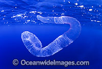 Diamondback Squid egg mass Photo - Gary Bell