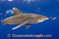 Oceanic Whitetip Shark Photo - David Fleetham