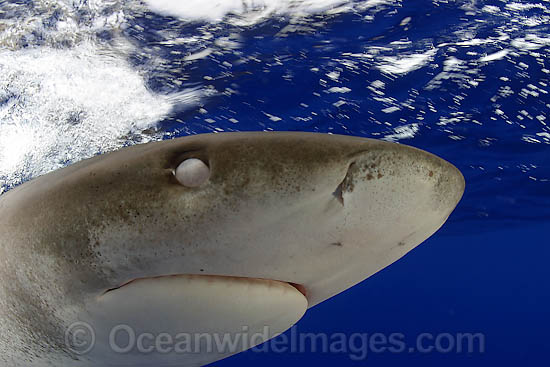 Oceanic Whitetip Shark photo