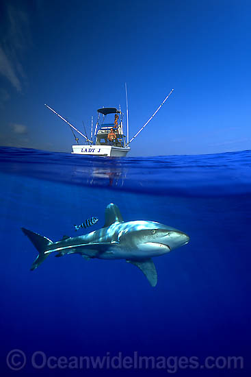 Oceanic Whitetip Shark photo