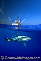 Oceanic Whitetip Shark Photo - David Fleetham