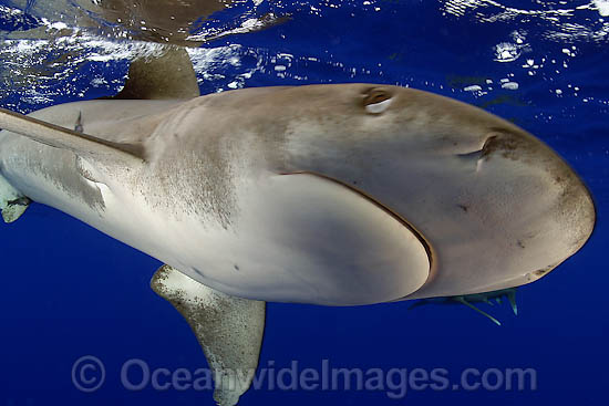 Oceanic Whitetip Shark photo