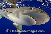 Oceanic Whitetip Shark Photo - David Fleetham