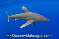 Oceanic Whitetip Shark Photo - David Fleetham