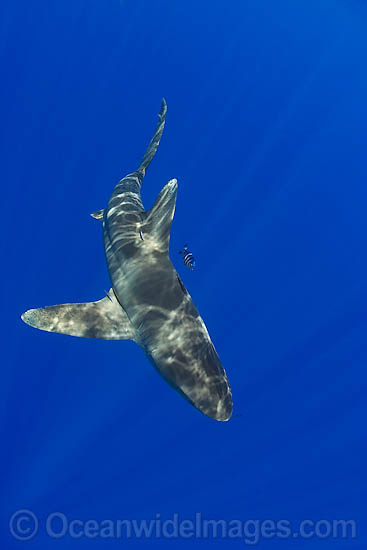 Oceanic Whitetip Shark photo