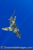 Oceanic Whitetip Shark Photo - David Fleetham