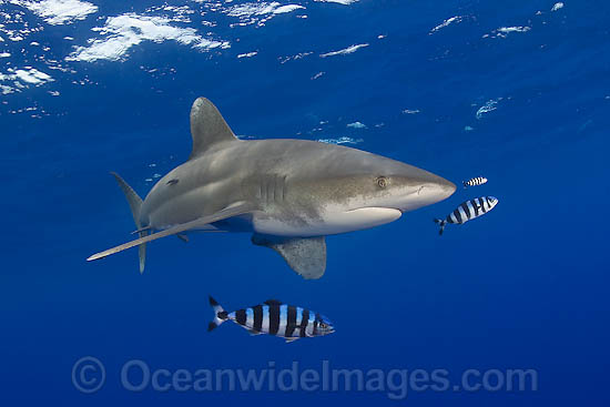 Oceanic Whitetip Shark photo