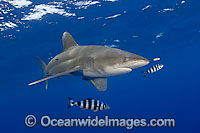 Oceanic Whitetip Shark Photo - David Fleetham