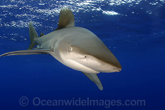 Oceanic Whitetip Shark photo