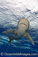 Oceanic Whitetip Shark Photo - David Fleetham